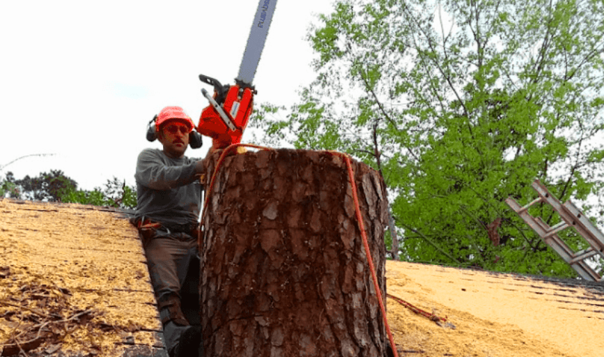 Carlos Tree Service