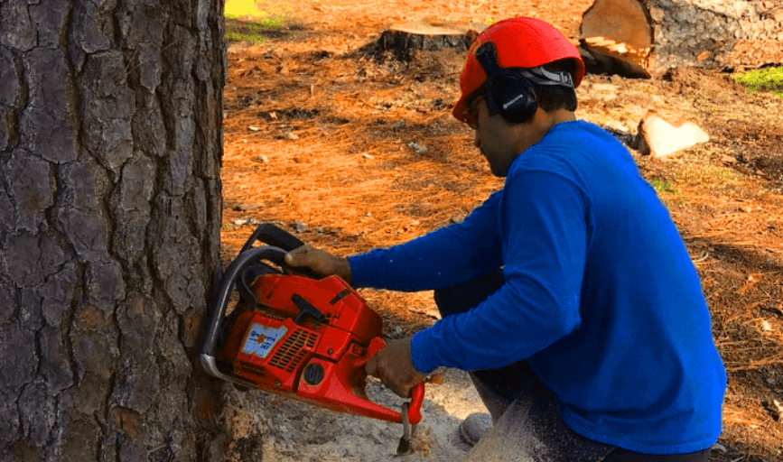 Carlos Tree Service